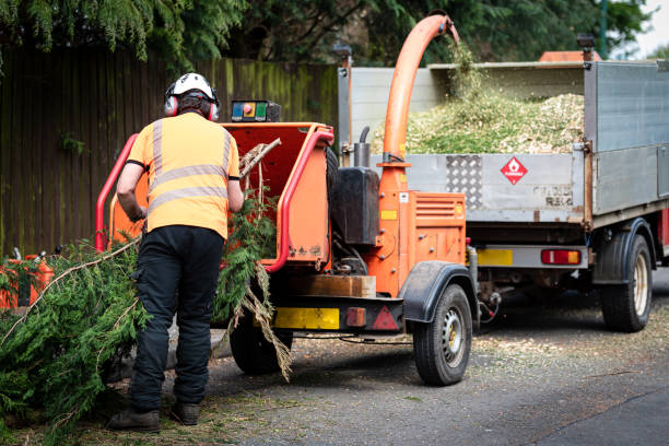 Best Tree Removal Cost  in USA